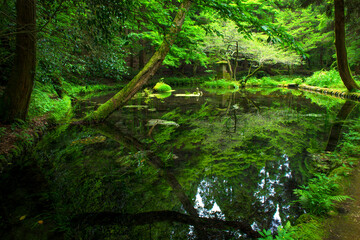 熊本県　産山村　山吹水源 © tetsuya