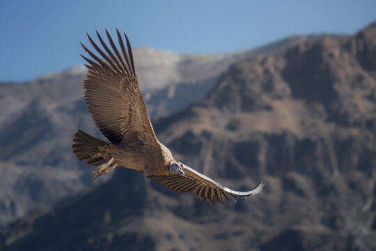 Andean condor soaring over the canyon