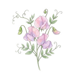Fototapeta premium Beautiful watercolor illustration of delicate pink sweet pea flowers with green leaves and tendrils.