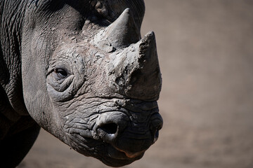 The Eastern Black Rhinoceros (Diceros bicornis michaeli). © Vine.Photographic