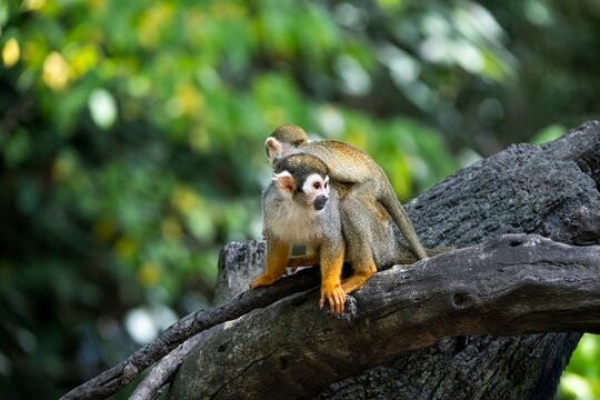 A Guianan squirrel monkey (Saimiri sciureus) with its offspring.