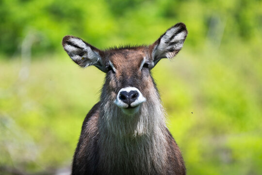 The Defassa waterbuck (Kobus ellipsiprymnus defassa)