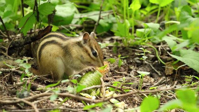 An Asian striped-backed chipmunk eats a pine cone in the forest.