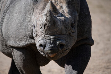 The Eastern Black Rhinoceros (Diceros bicornis michaeli). © Vine.Photographic