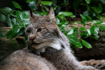 A Canada lynx (Lynx canadensis) resting. © Vine.Photographic