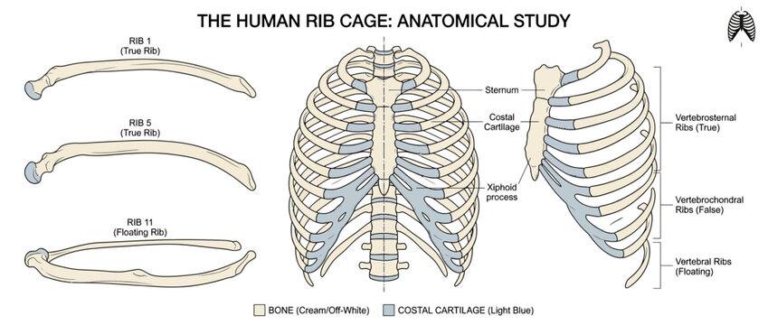 Human Rib Cage Anatomy Diagram Isolated