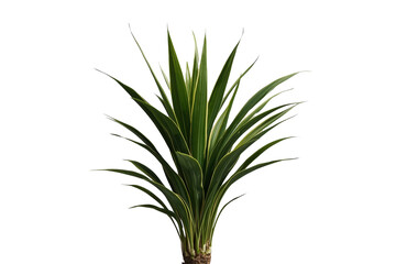 Fototapeta premium Upright tropical foliage plant with pointed green leaves