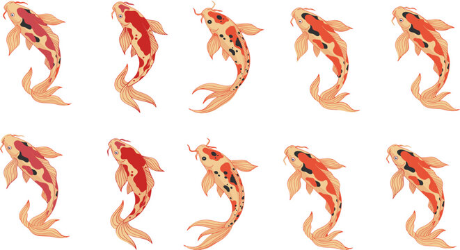 Japanese koi fish vector illustration set featuring beautiful traditional oriental swimming carps isolated on a white background