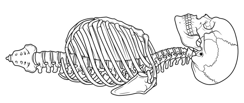 Human Skeleton Rib Cage and Skull Outline Isolated