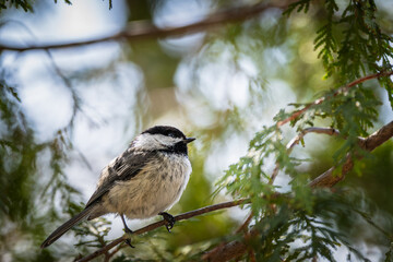 Black-capped Chickadee (Poecile atricapillus) perched on a cedar branch in LaSalle Park, Burlington, Ontario, Canada. © Teresa
