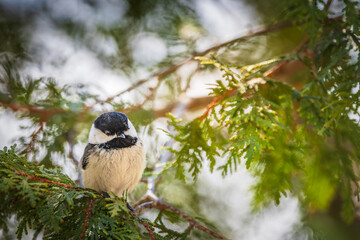 Black-capped Chickadee (Poecile atricapillus) perched on a cedar branch in LaSalle Park, Burlington, Ontario, Canada. © Teresa