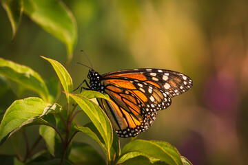 Monarch butterfly (Danaus plexippus) resting on green leaves in warm sunlight at Long Point, Ontario, Canada. © Teresa