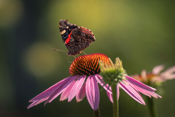 Red admiral butterfly (Vanessa atalanta) perched on a purple coneflower at Urquhart Butterfly Garden, Dundas, Ontario, Canada. © Teresa