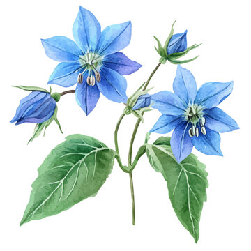 Borage Flower, watercolor clipart vector, isolated on a white background.
