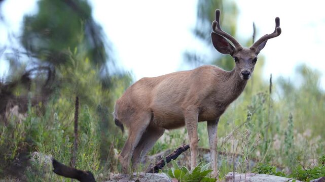 Mule deer (Odocoileus hemionus) buck in the Black Hills of South Dakota. Summer coat and Velvet antlers in July.