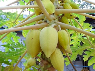 A close-up photo of the fruit of the 'Pepaya Gading' plant  this variety is characterized by its yellowish-white or golden-yellow skin. © Suriansyah