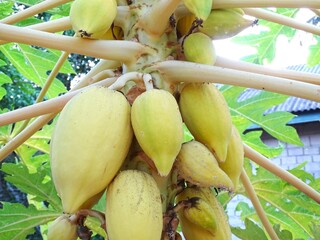 A close-up photo of the fruit of the 'Pepaya Gading' plant  this variety is characterized by its yellowish-white or golden-yellow skin. © Suriansyah