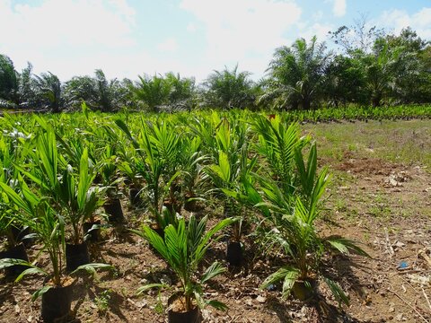Oil palm (Elaeis guineensis Jacq.) nurseries utilize superior seedlings.