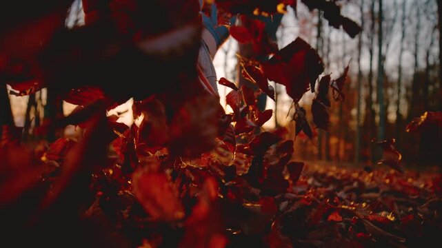 LENS FLARE, LOW ANGLE, CLOSE UP, DOF, SLOW MOTION: Sneaker kicking through dry autumn leaves in forest, sending them flying into the air. Playful woman on a woodland walk in golden sunlight in fall.