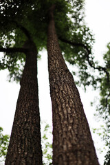 Fototapeta premium Two tall tree trunks with rough bark.
