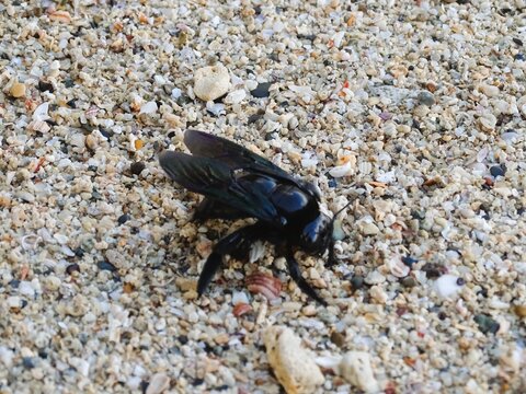A close-up photo of a carpenter bee (genus Xylocopa) on the beach sand.