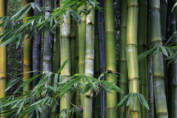 Obraz premium Green bamboo forest at Chengdu Research Base of Giant Panda Breeding