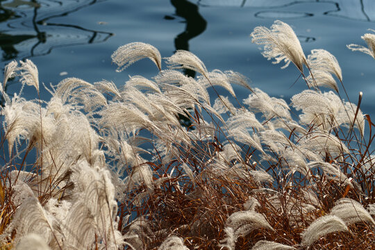 Dry pampas grass plumes swaying in wind over deep water