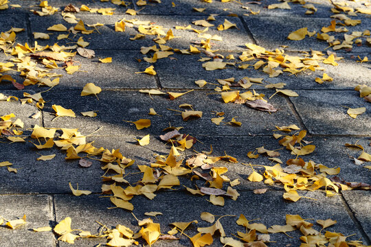 Fallen yellow ginkgo leaves scattered on gray stone pavement