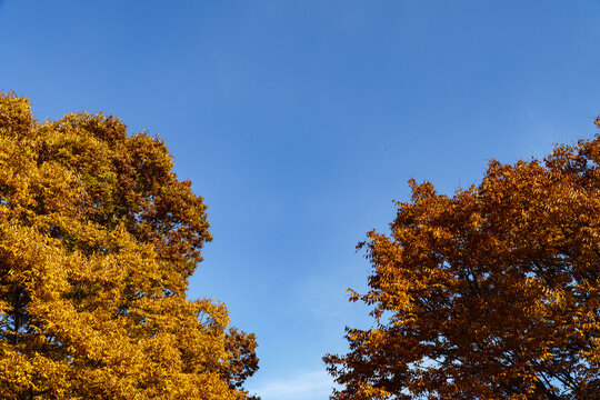Bright yellow autumn tree crowns against clear blue sky Copy space