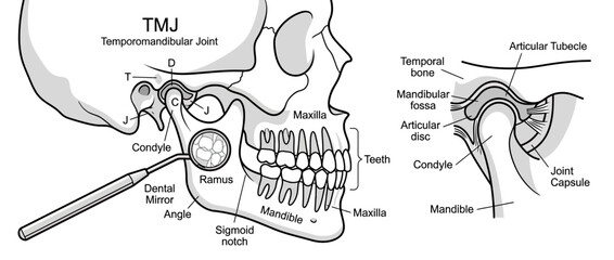 Human Jaw Anatomy Temporomandibular Joint Diagram © Kardus