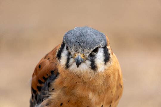 American Kestrel Portrait Close-Up &ndash; Colorful Falcon Raptor