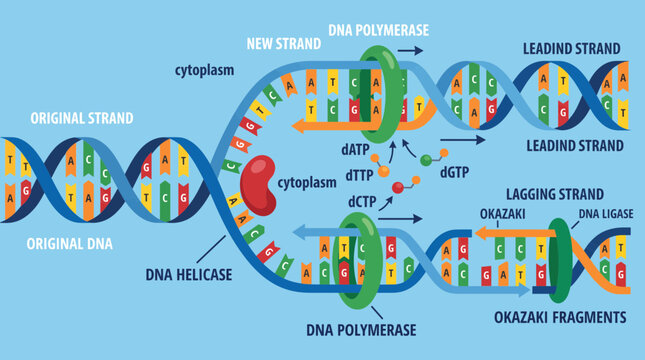 DNA Replication Process Showing Enzyme And Nucleotide Pairing