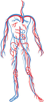human circulatory system diagram showing network of arteries and veins in human body in red and blue.