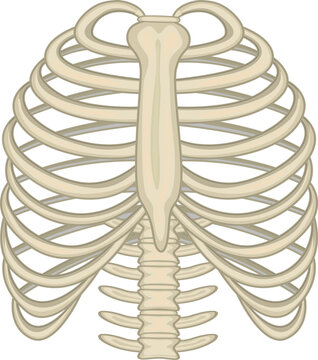 anatomical illustration of human rib cage with sternum and spine vector isolated white background.