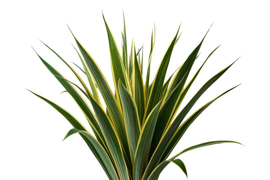 Dense variegated spiky foliage with yellow edged leaves