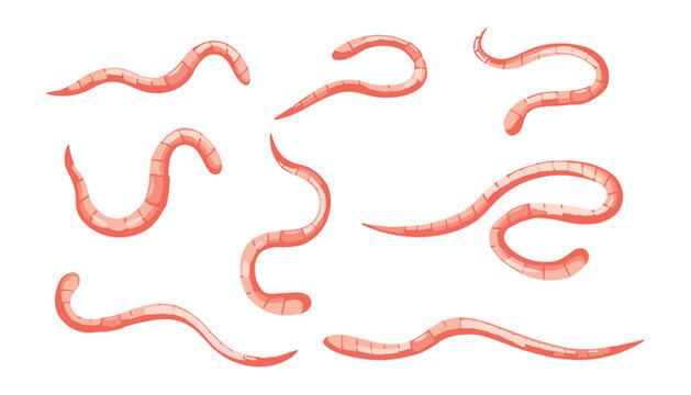 Pink earthworm vector illustration collection featuring various crawling pink worms isolated on a solid white background