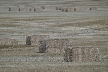 hay bales in a field, Canada, Alberta, rural, nature, grass, haystack, country, countryside,  © Peter