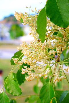 a vertical close-up shot capturing stingless bees gathering nectar from white and yellow blossoms of a dalbergia oliveri tree among lush green foliage.