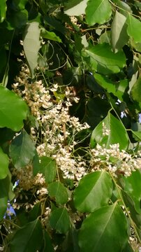 a vertical macro video clip capturing stingless bees gathering nectar from small white flowers surrounded by vibrant green foliage in sunny weather.