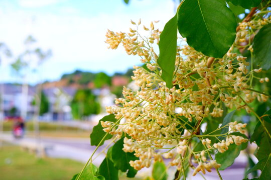 a vertical close-up shot capturing stingless bees gathering nectar from white and yellow blossoms of a dalbergia oliveri tree among lush green foliage.