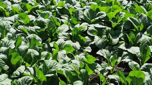 A lush mustard green (Brassica juncea) plantation forming a dense, vibrant green pattern across cultivated agricultural beds. The uniform foliage highlights healthy vegetable growth and productive tro