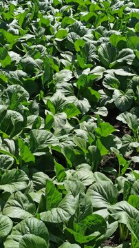 A lush mustard green (Brassica juncea) plantation forming a dense, vibrant green pattern across cultivated agricultural beds. The uniform foliage highlights healthy vegetable growth and productive tro