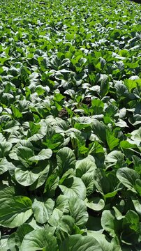 A lush mustard green (Brassica juncea) plantation forming a dense, vibrant green pattern across cultivated agricultural beds. The uniform foliage highlights healthy vegetable growth and productive tro