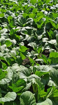 A lush mustard green (Brassica juncea) plantation forming a dense, vibrant green pattern across cultivated agricultural beds. The uniform foliage highlights healthy vegetable growth and productive tro