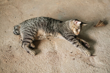 Kitten Focused on Object Between Its Paws © Aleksei