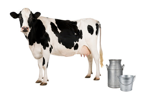 Holstein dairy cow standing beside a traditional metal milk can and galvanized bucket, isolated on a clean white background, representing dairy farming, milk production, livestock, and agriculture.
