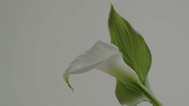 Elegant white calla lily blossom with graceful curves.