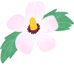 Hand drawn Korean Rose of Sharon hibiscus flower with green leaves illustration © 은숙 이