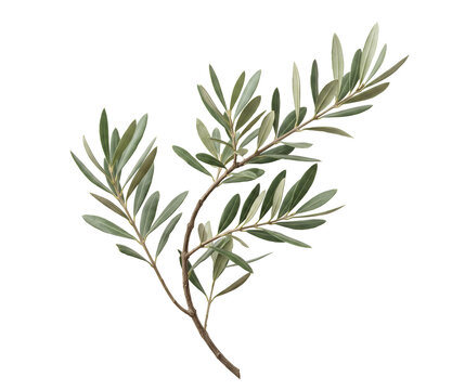 Elegant minimalist olive branch with naturally spaced green leaves and graceful curved stem isolated on transparent background for wedding stationery, Mediterranean branding and packaging.