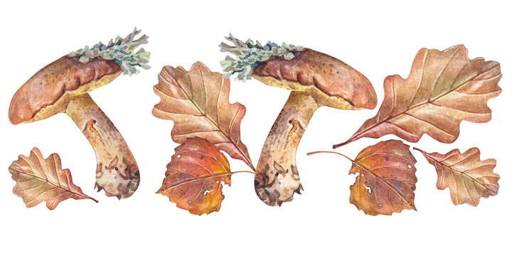 Watercolor set with mushroom slippery jack and green moss with autumn leaves isolated on white background. Hand-drawn forest food for sketchbook or coloring book. Clipart for wallpaper and wrapping